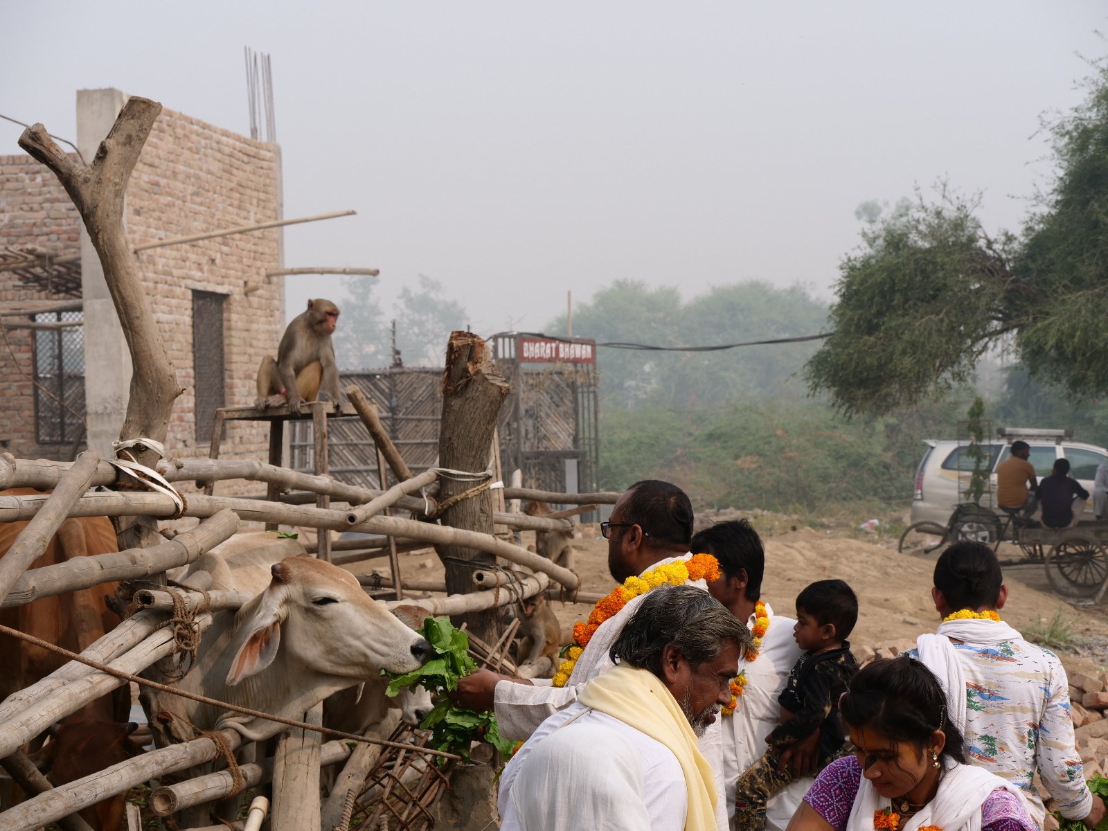  195 Gopashtami Radha kunda Govardhan 19.11.04